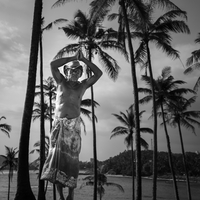 Guardian of the palms