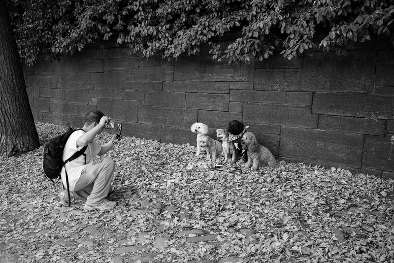 Dogs