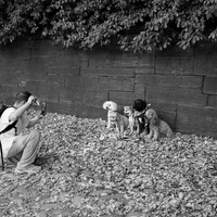 Dogs