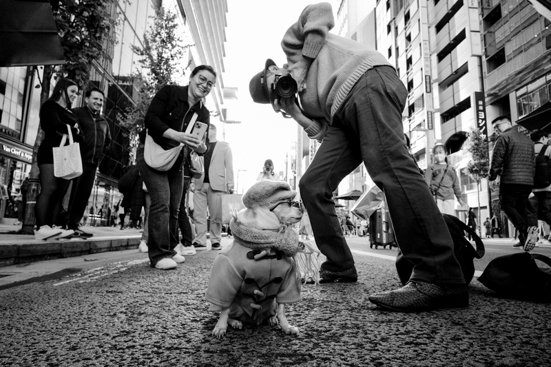 Ginza's Stylish Canine