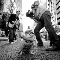 Ginza's Stylish Canine