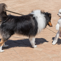 Dogs are people, too