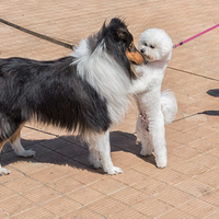 Dogs are people, too