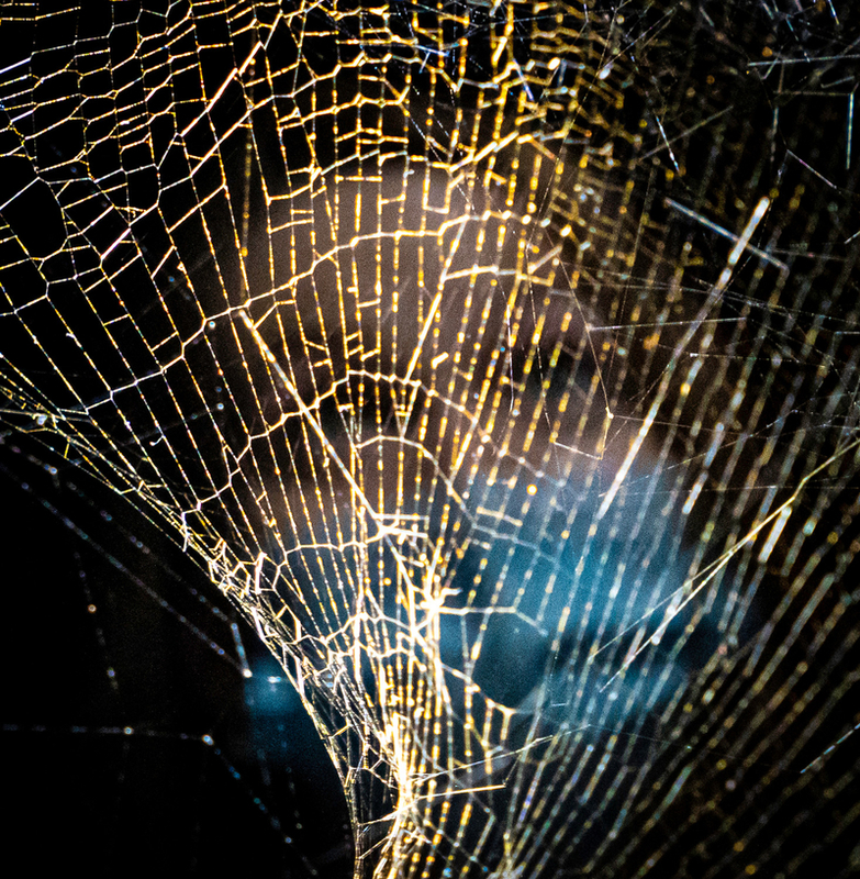 Portrait With Cobweb