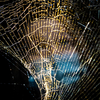 Portrait With Cobweb