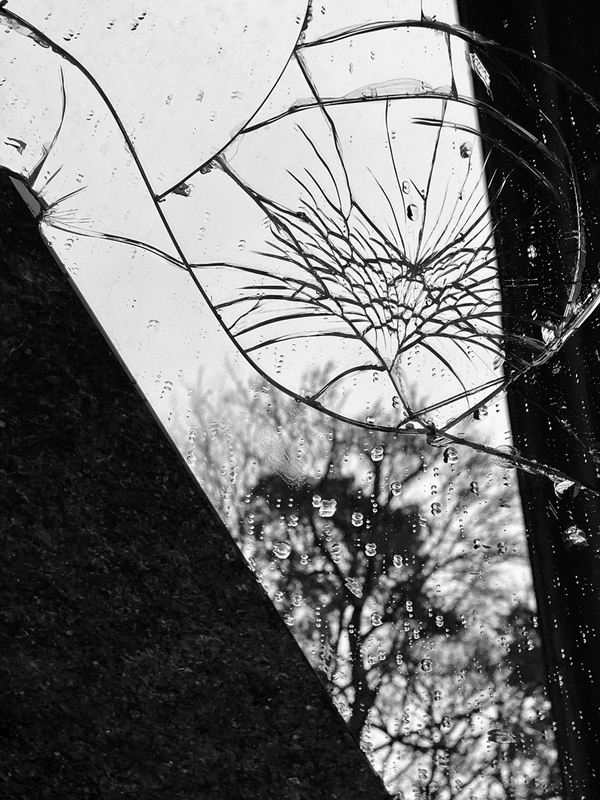 Mirror tree 