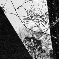 Mirror tree 