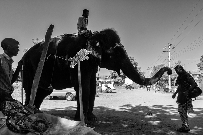 Animals in Street