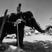 Animals in Street