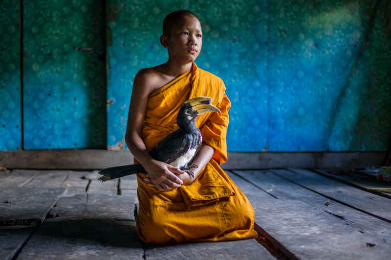 The Novice Monk & the Hornbill