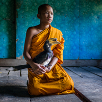 The Novice Monk & the Hornbill