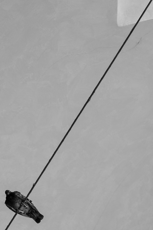 Adventures of Pigeon and its triangle
