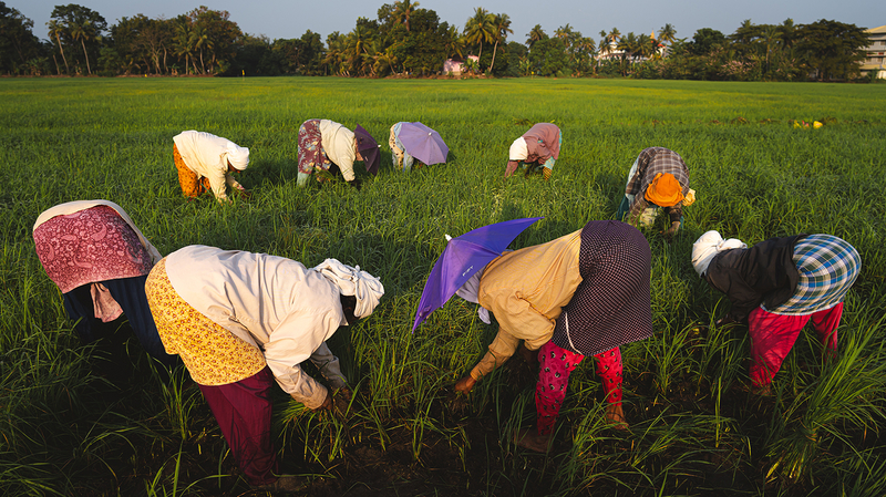 Rice Pickers of Kerala