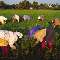 Rice Pickers of Kerala
