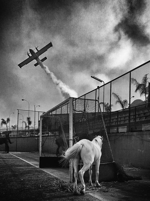 Horse and Canadair