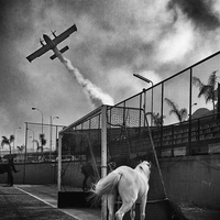 Horse and Canadair