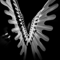 Spread Your Wings