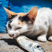 Art de vivre et surf à la Marocaine.